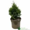 Thuja Occidentalis 'Smaragd' White Cedar Conifer 3Ltr Pot -PlantCraft Sales Shop 5055028659421 b637aabe aaf6 4e58 93af 92308458436e