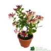 Lonicera Periclymenum 'Strawberries & Cream' Honeysuckle 3 Ltr Pots -PlantCraft Sales Shop 5055028659568