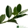 Ilex X Koehneana 'Chestnut Leaf' Holly 2m Tall 1 Ilex X Koehneana 'Chestnut Leaf' Holly 2m Tall -PlantCraft Sales Shop 5055028663077