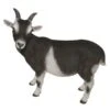 Vivid Arts 29cm Standing Goat- XRL-GOAT-D -PlantCraft Sales Shop 5055195017475
