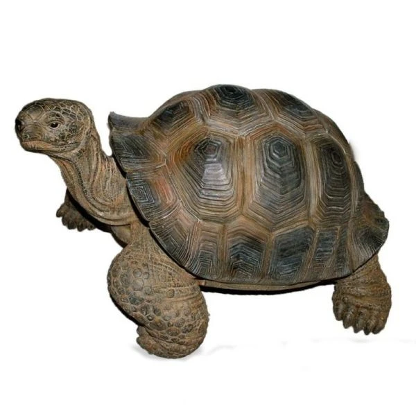 Vivid Arts 27cm Giant Tortoise -XRL-GTRT-D 3 Vivid Arts 27cm Giant Tortoise -XRL-GTRT-D