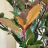 Photinia X Fraseri 'Little Red Robin' 3Ltr Pot (NL) 1 Photinia X Fraseri 'Little Red Robin' 3Ltr Pot (NL) -PlantCraft Sales Shop 5055286310355 3