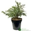 Eucalyptus Gunni 5Ltr Pot 1 Eucalyptus Gunni 5Ltr Pot -PlantCraft Sales Shop 5056461024333