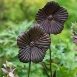 Wilstone 127cm Iron Poppy Flower Garden -PlantCraft Sales Shop 5060345971767 4
