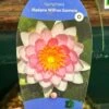 Water Lily Nymphaea Madame Wilfron Gonnere Pond Plant 3Ltr Pot 2 Water Lily Nymphaea Madame Wilfron Gonnere Pond Plant 3Ltr Pot -PlantCraft Sales Shop 755598910261