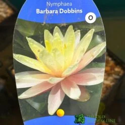 Water Lily Nymphaea Barbara Dobbins Pond Plant 3Ltr