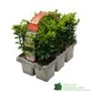 Buxus Sempervirens 6 Pack Of Plants 1 Buxus Sempervirens 6 Pack Of Plants -PlantCraft Sales Shop 8712044907956