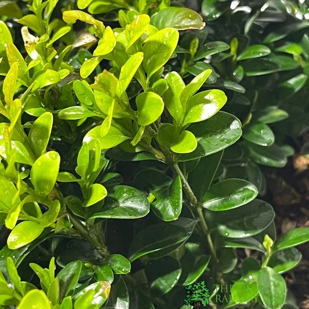 Buxus Sempervirens 6 Pack Of Plants 4 Buxus Sempervirens 6 Pack Of Plants - Image 2