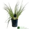 Pampas Grass 'Selloana Pumila' Cortaderia 23cm Pot -PlantCraft Sales Shop 8712756595342 f9fde825 fb9c 4de1 be88 853b6caf120a