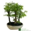 Bonsai 'Metasequoia' 15cm Round Pot -PlantCraft Sales Shop 8717432989422