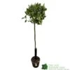 Laurel Tree 'Laurus Nobilis' Standard 1.5m Tall -PlantCraft Sales Shop 8717929430406 ce7761dc 43f7 4713 a60a 2847faf22486
