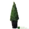 Buxus Cone Topiary Plant 7.5Ltr Pot (NL) -PlantCraft Sales Shop 8718985492360
