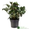 Hellebore 'Angel Glow' Helleborus Plant 3Ltr Pot -PlantCraft Sales Shop 8719323105263