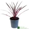 Cordyline Australis 'Pink Passion' 2Ltr Pot -PlantCraft Sales Shop 8719323141193
