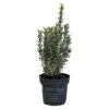 Euonymus Japonicus 'White Spire' Plant 2Ltr Pot (NL) -PlantCraft Sales Shop 8719323606203