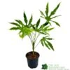 Fatsia Polycarpa 'Green Fingers' 2Ltr Pot -PlantCraft Sales Shop 8719323730861