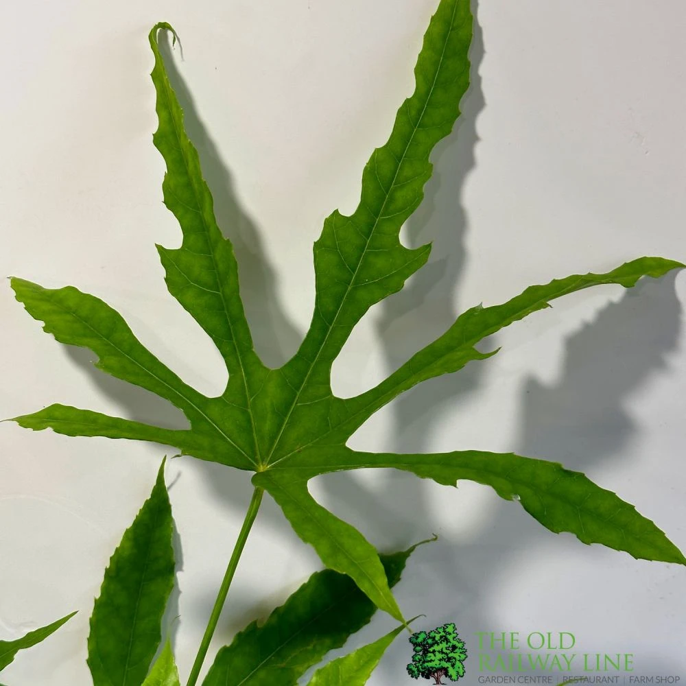 Fatsia Polycarpa 'Green Fingers' 2Ltr Pot 4 Fatsia Polycarpa 'Green Fingers' 2Ltr Pot - Image 2