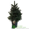 Picea 'Super Blue' 7.5Ltr Pot (NL) 1 Picea 'Super Blue' 7.5Ltr Pot (NL) -PlantCraft Sales Shop 8719562228259