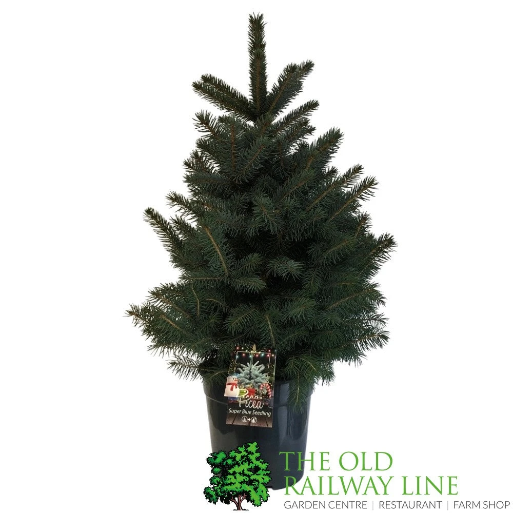 Picea 'Super Blue' 7.5Ltr Pot (NL) 3 Picea 'Super Blue' 7.5Ltr Pot (NL)