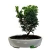 Bonsai Tree 'Chamaecyparis' Outdoor Bonsai 20cm Pot 1 Bonsai Tree 'Chamaecyparis' Outdoor Bonsai 20cm Pot -PlantCraft Sales Shop 8719562861814