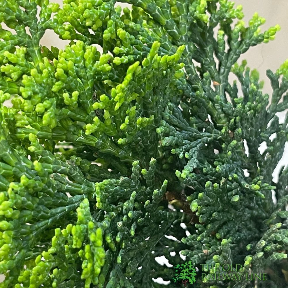 Bonsai Tree 'Chamaecyparis' Outdoor Bonsai 20cm Pot 5 Bonsai Tree 'Chamaecyparis' Outdoor Bonsai 20cm Pot - Image 3