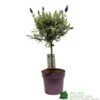 Lavandula 'Anouk' Lavender Tree 15cm Pot -PlantCraft Sales Shop 8720496288905